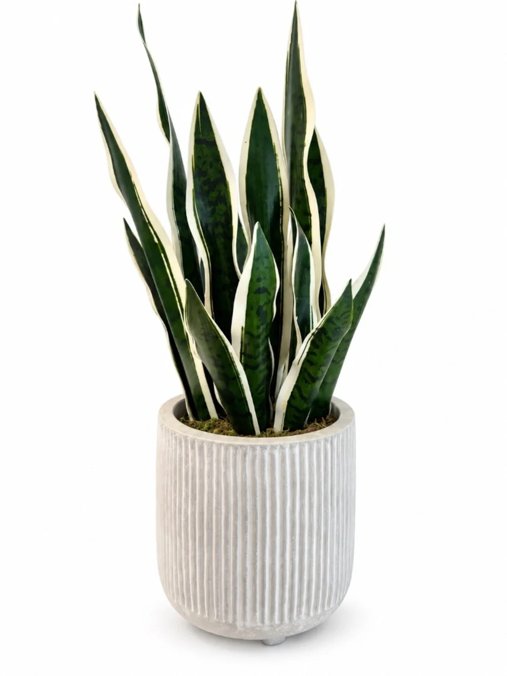 Large Faux Snake Plant in White Ribbed Planter